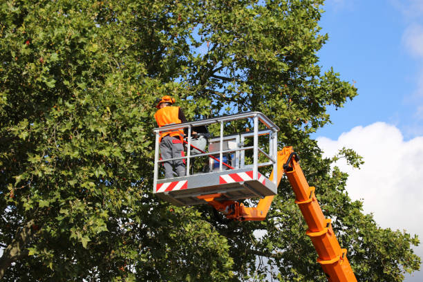 Best Hazardous Tree Removal  in Lynn Haven, FL